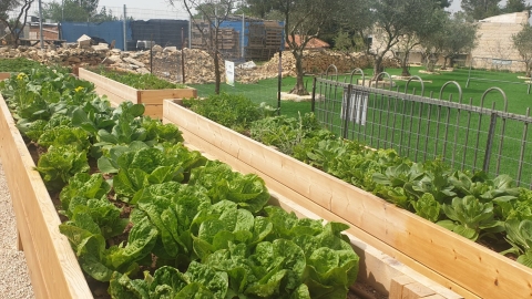 גינה קהילתית 098.jpg